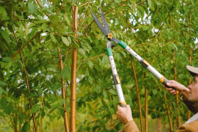 pruning tree pruning